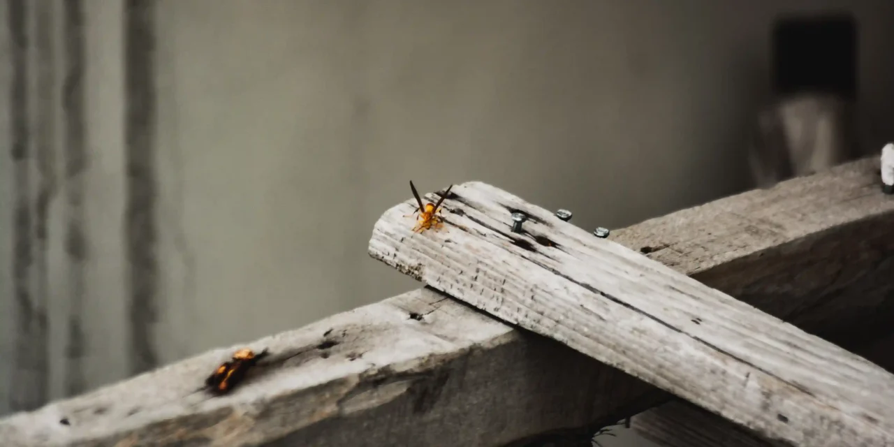 Jasa Anti Rayap Bandung